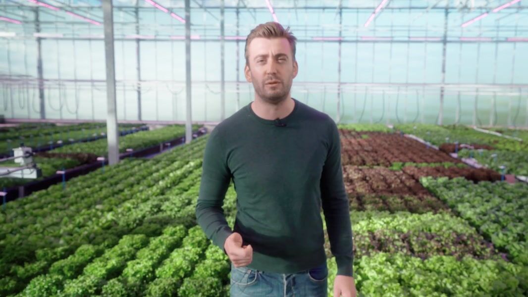 BASF / Hoogendoorn - Lettuce