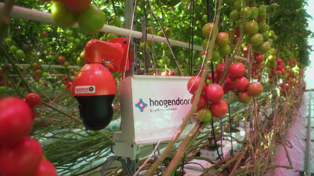 BASF / Hoogendoorn - Tomatoes